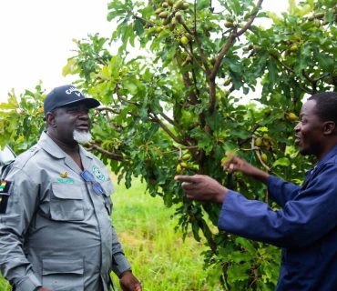 TCDA CEO VISITS CRIG BOLE SUB-STATION TO ASSESS IMPROVED SHEA SEEDINGS VARIETIES